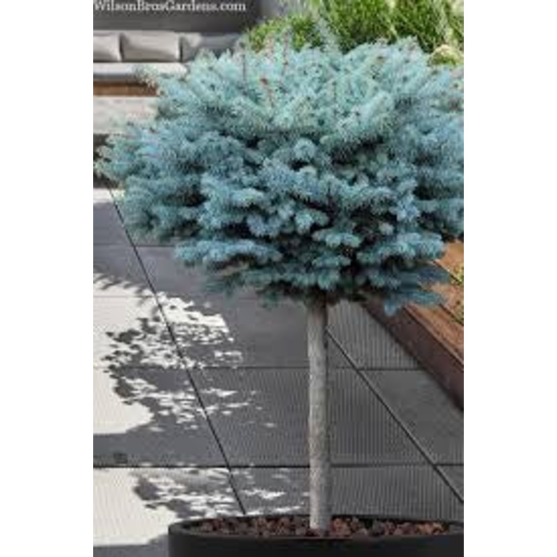 Spruce-Globosa H.G. – G10