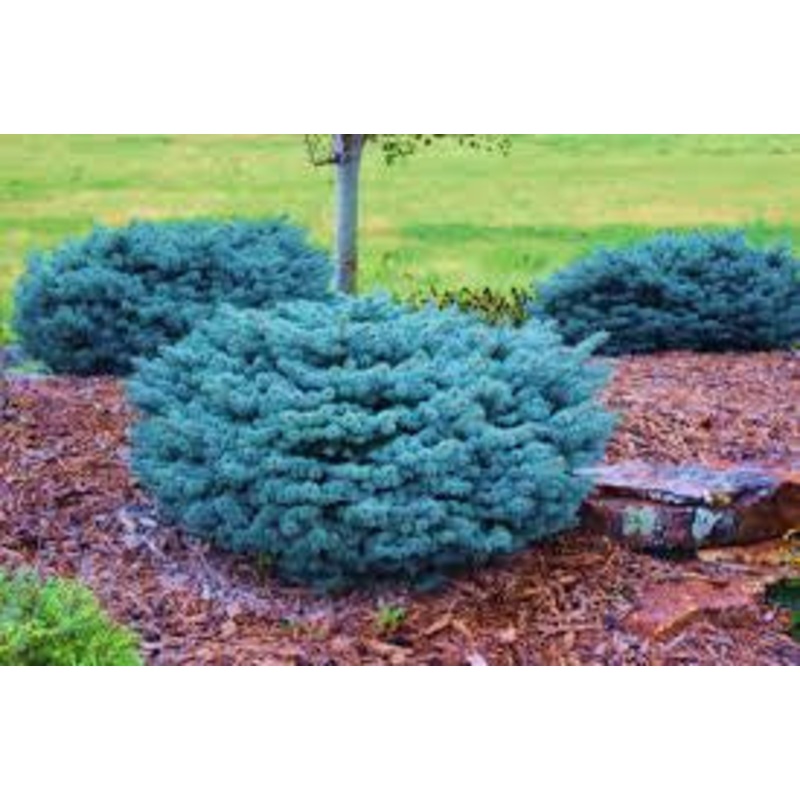 Spruce-Globosa L.G. – G10