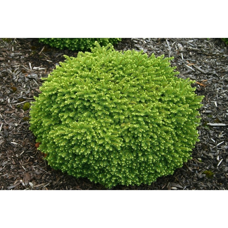 Spruce-Little Gem – G3|POS Item ||Willoway