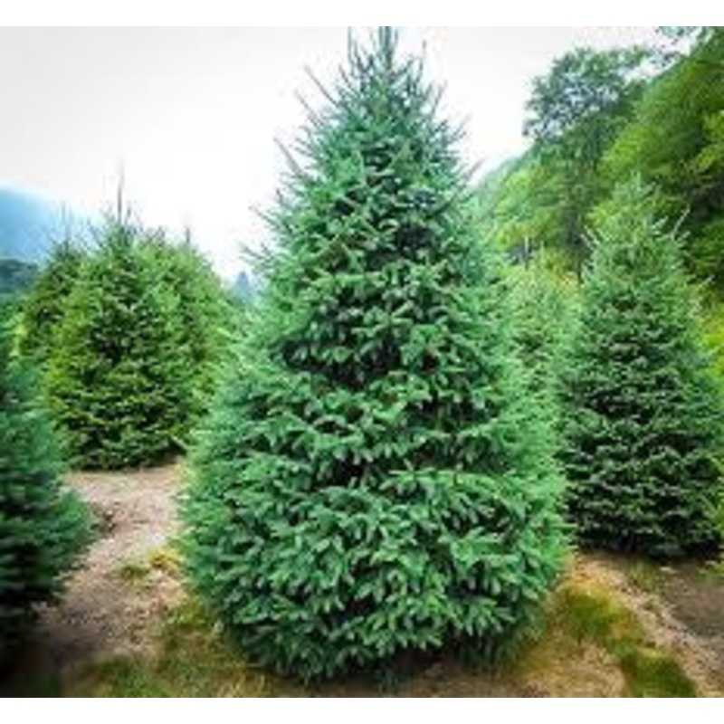 Spruce-Montrose Charm – G7