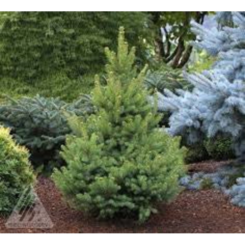 Spruce-North Star – G10
