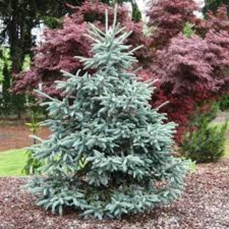 Spruce-Paul’s Select – G10