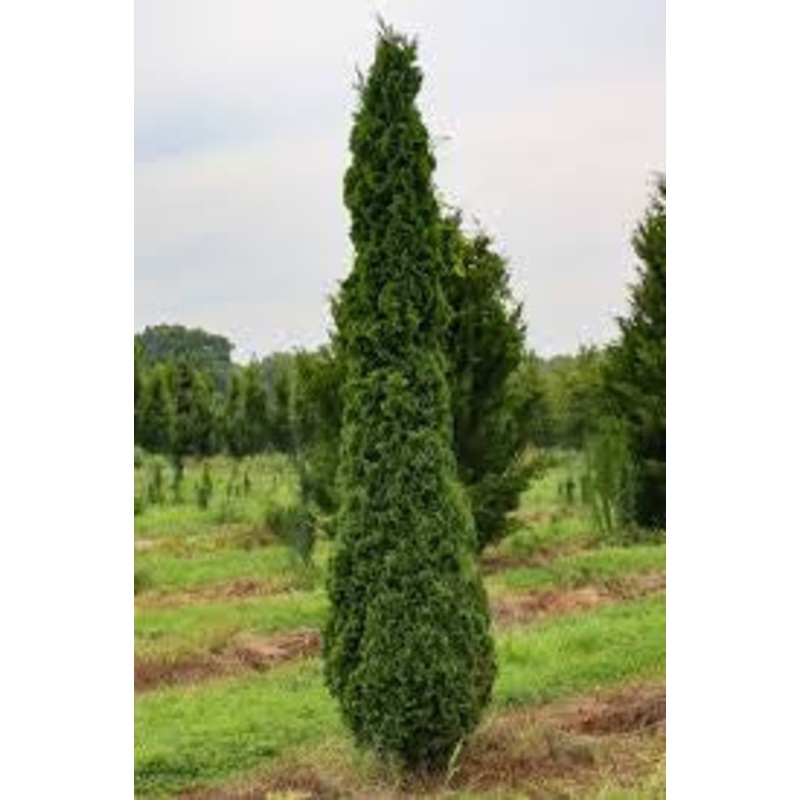 Arborvitae-Degroot’s Spire – G7