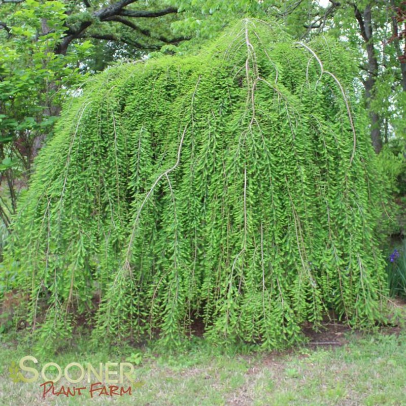 Baldcypress-Falling Waters – G7
