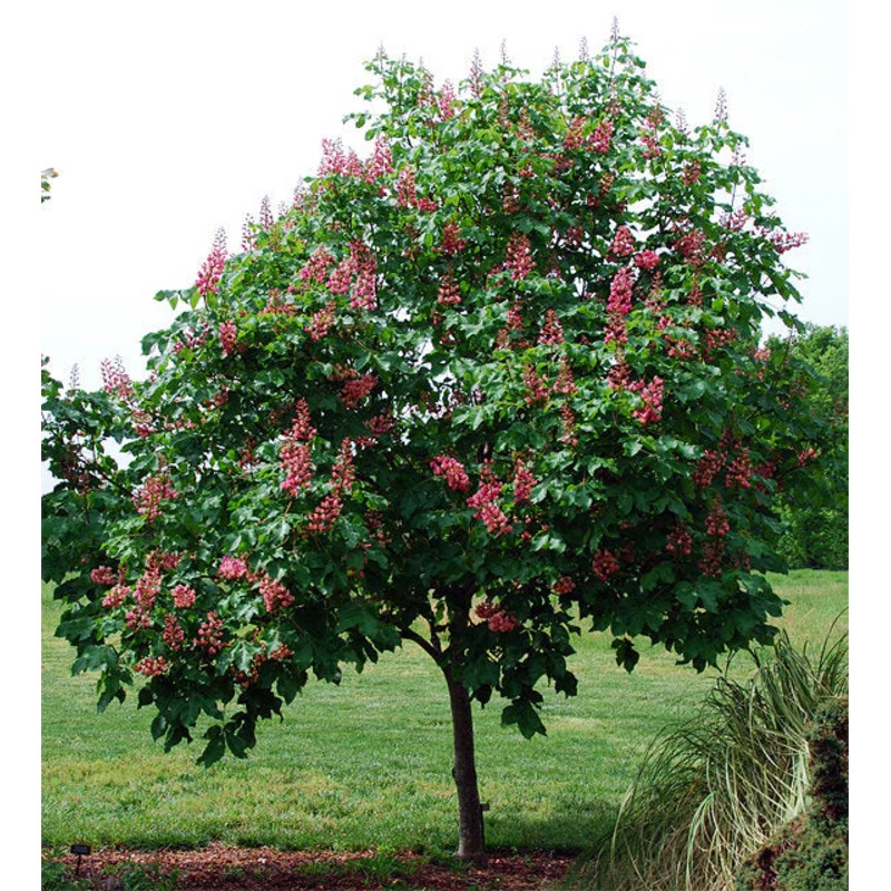 Buckeye-Fort McNair – 2/G25