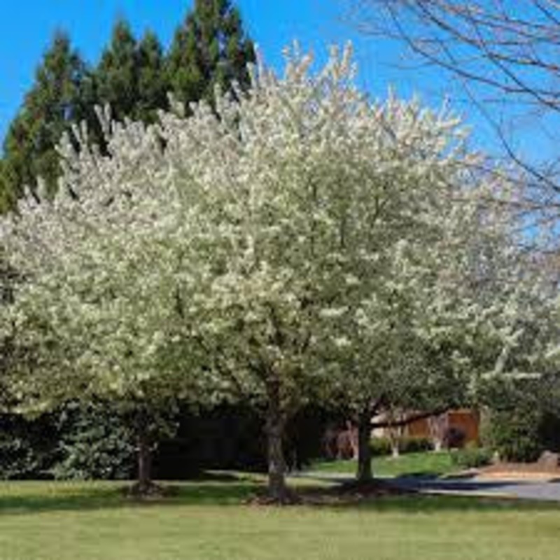 Crabapple-Spring Snow – G7|Bailey|Bailey-1|Home