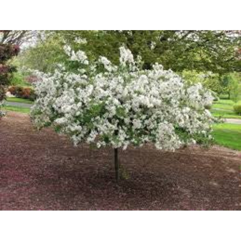 Crabapple-Tina Dwarf – G7/G10|Willoway|Bailey