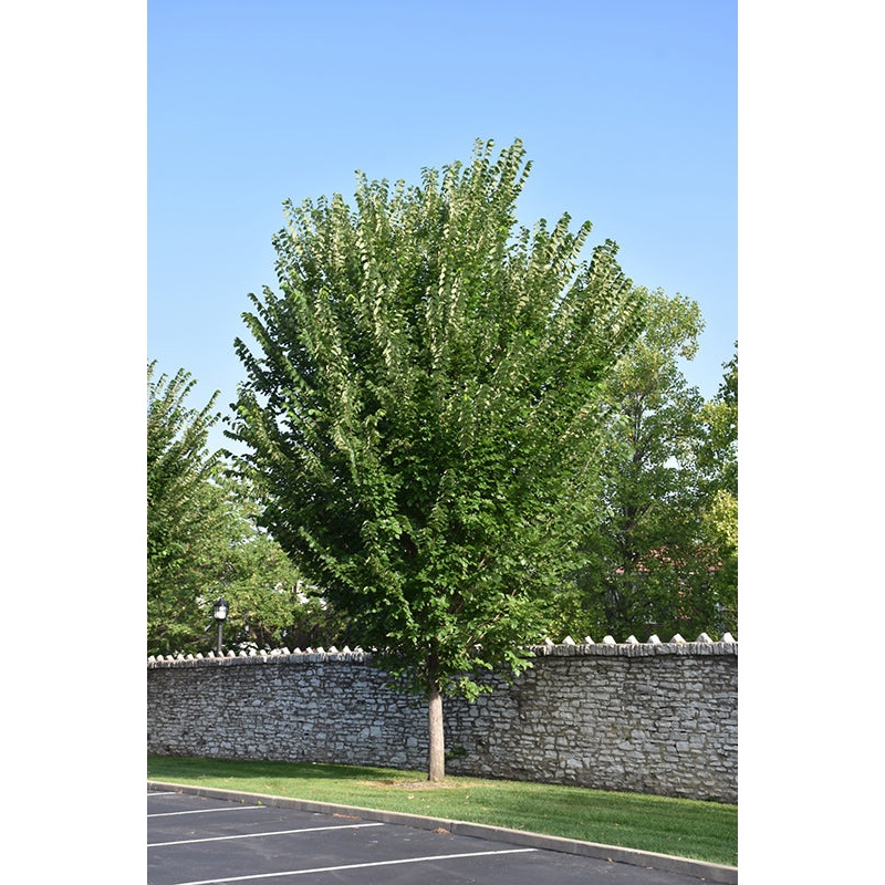 Elm-Princeton – G10/G15|Willoway|Bailey