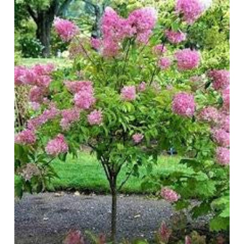 Hyd.-Tree Pink Diamond – G7
