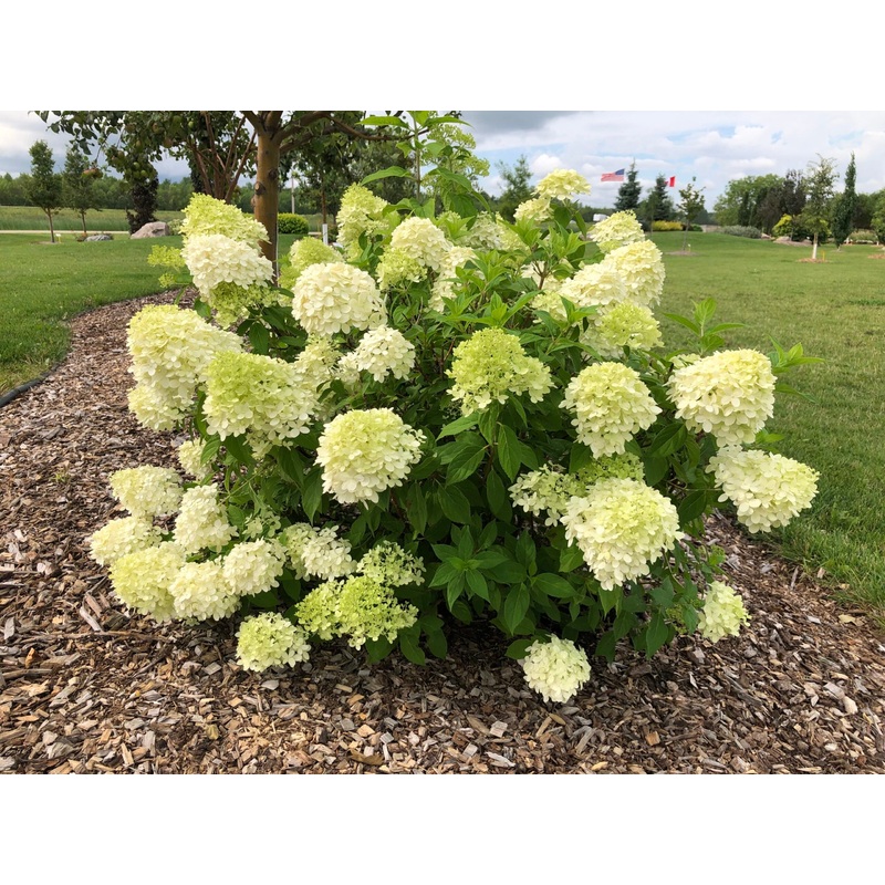 Hydrangea-Bobo – G2/G3|Willoway G2|Bailey|OPN|Greenleaf|Mariani|Willoway G3