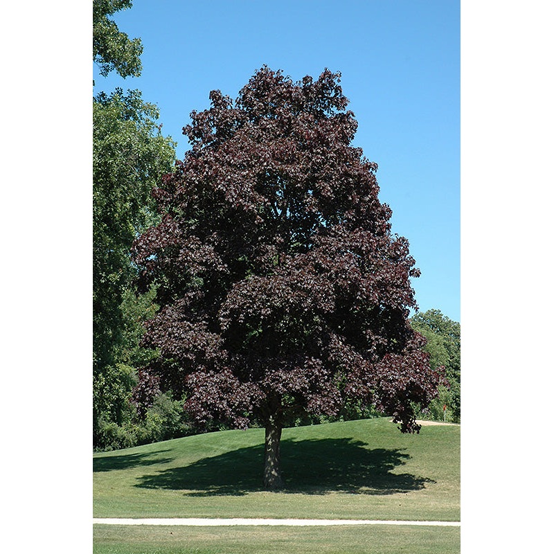 Maple-Crimson King – 2