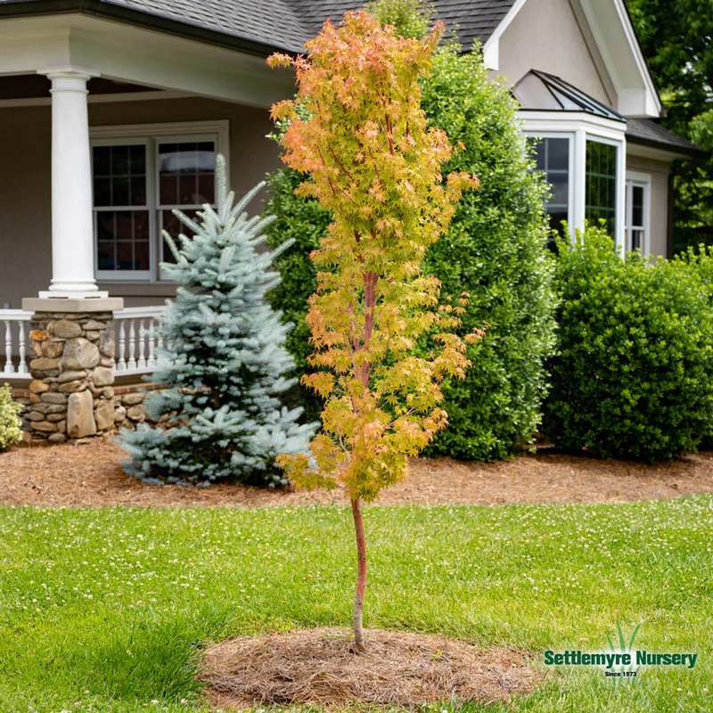 Maple-J. Coral Bark – G7