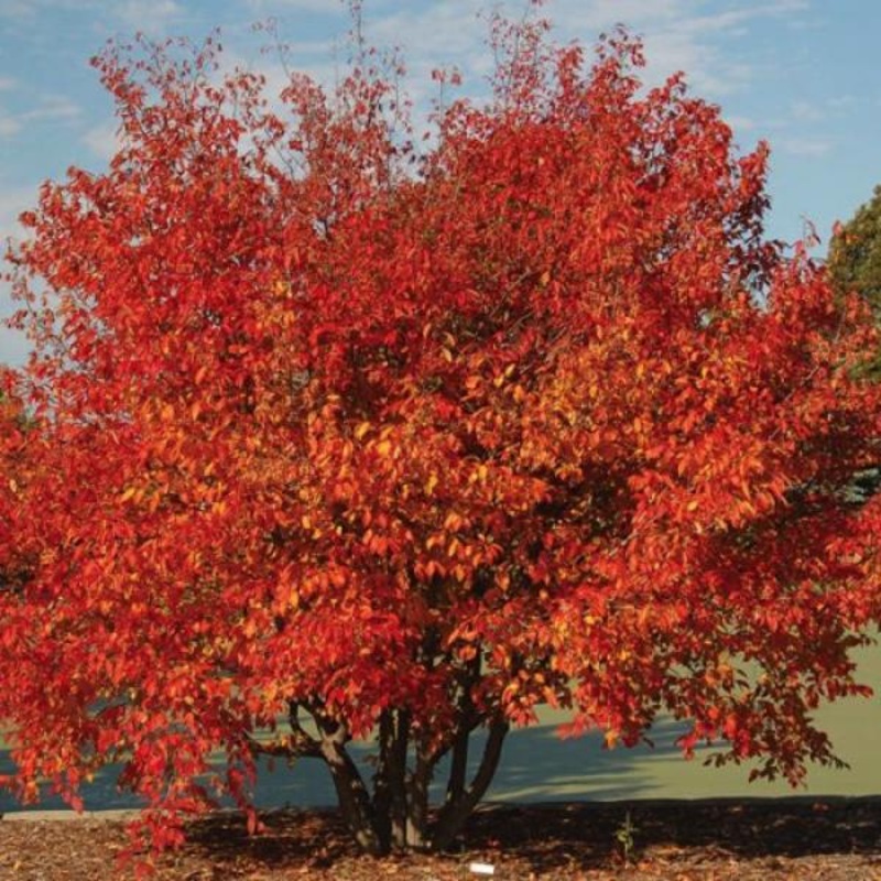 Musclewood-WI Red – 6′ Cl