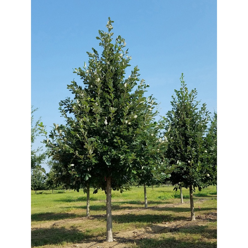 Oak-Swamp White – 2