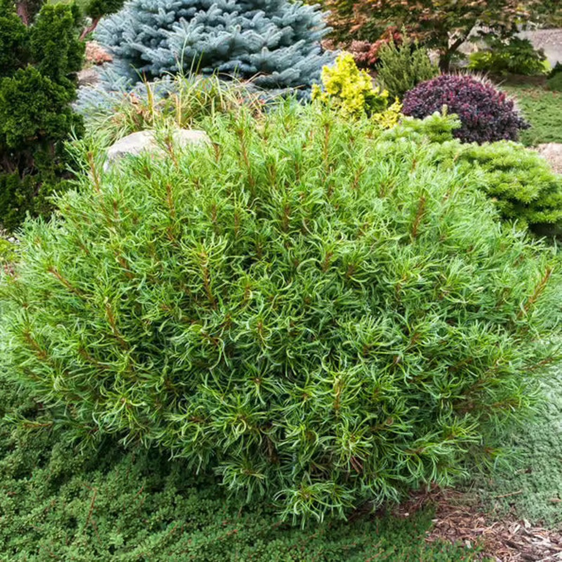 Pine-Mini Twists – G6