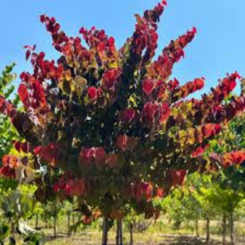 Redbud-Tree Flame Thrower – G7