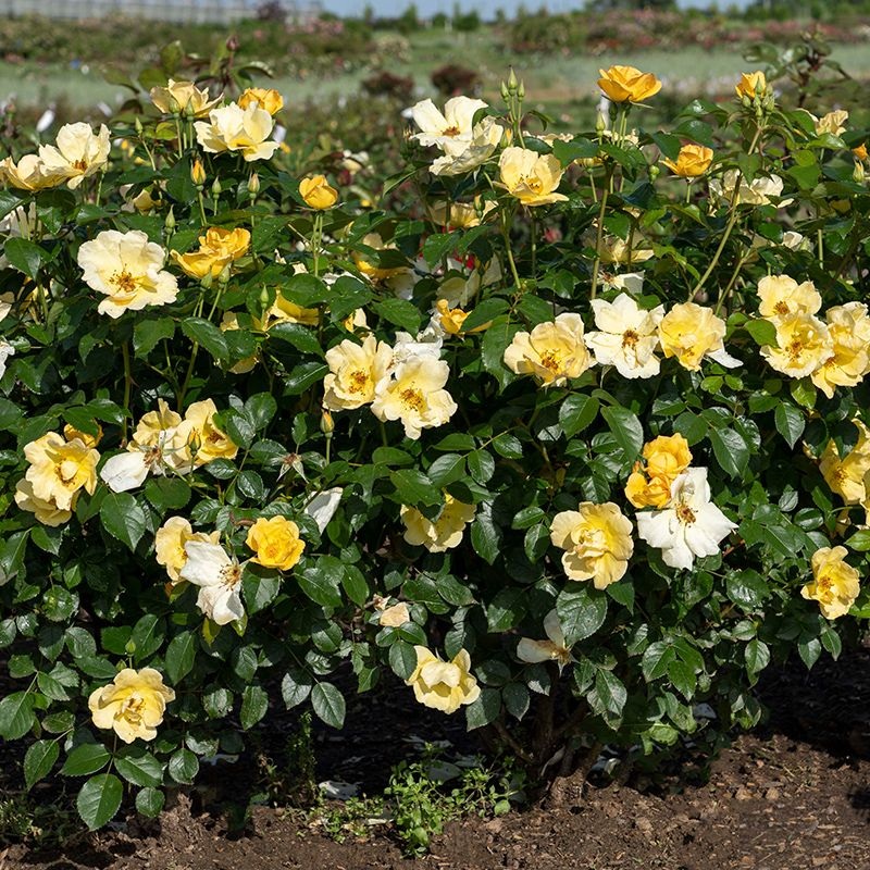 Rose-Easy Bee-zy Knock Out – G2