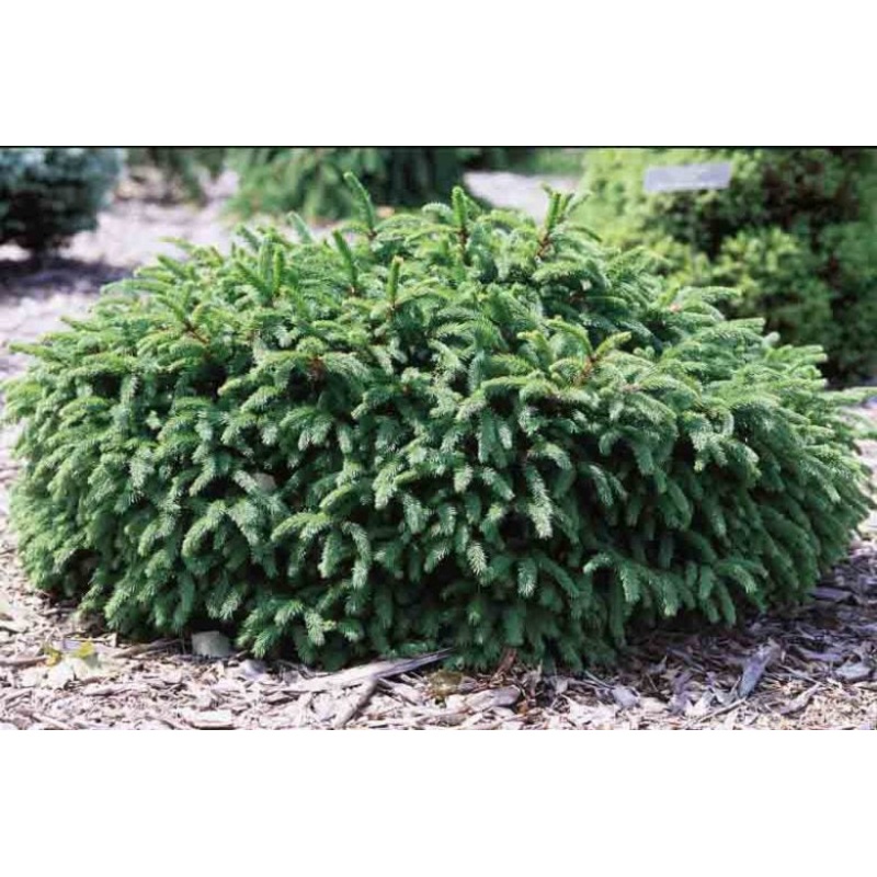 Spruce-Pumila – G5