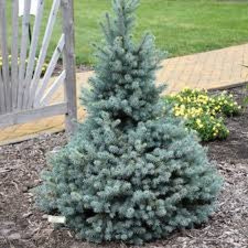 Spruce-Sester – G10