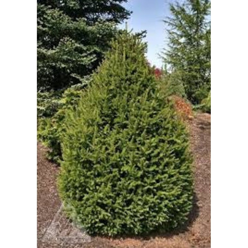 Spruce-Sherwood Compact – G10