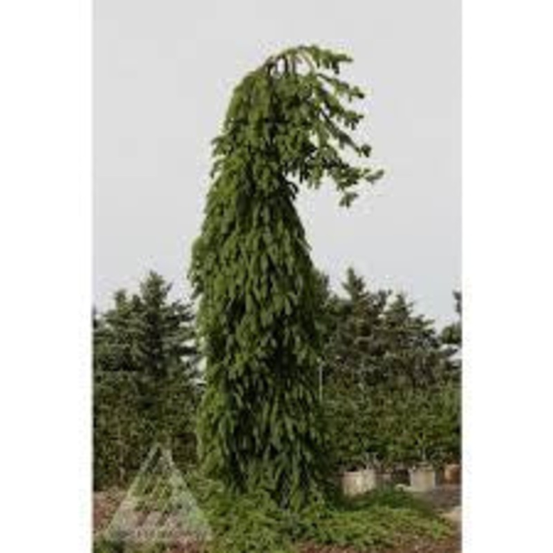 Spruce-Weeping Frohburg – G10