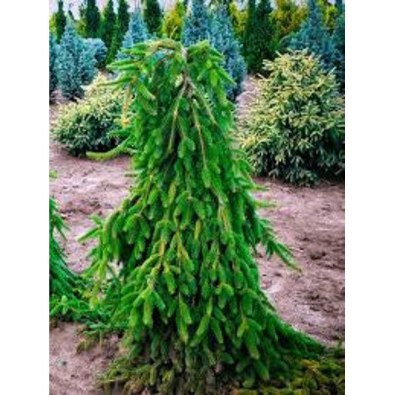 Spruce-Weeping Norway – G10|OPN|Item