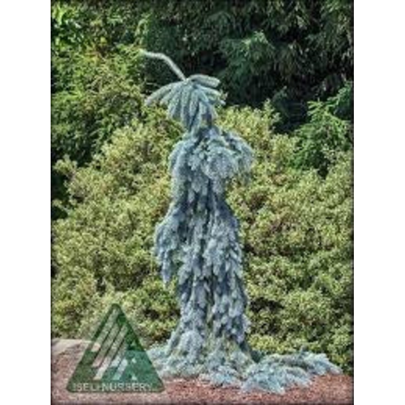 Spruce-Weeping The Blues – G10