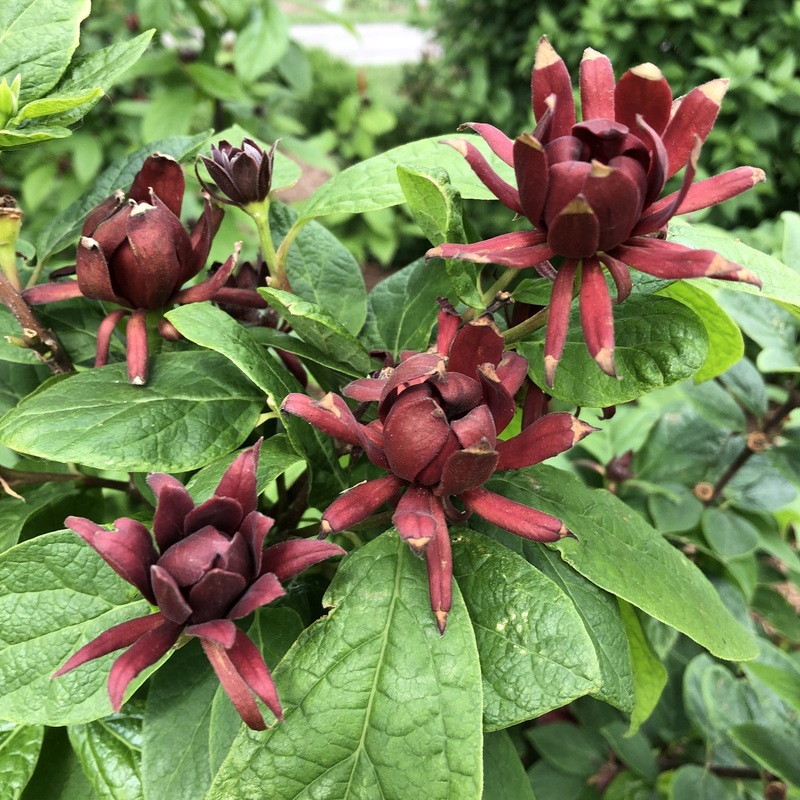 Sweetshrub-Simply Scent. – G3
