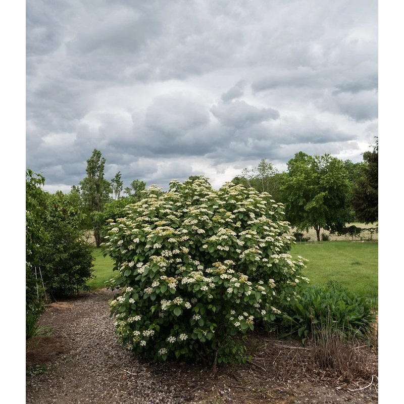 Viburnum-Autumn Jazz – G5|Item||Mariani|Mariani 1