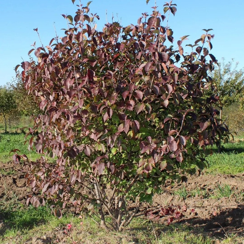 Viburnum-Forest Rouge – 6-7′