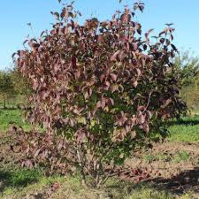 Viburnum-Forest Rouge – G10