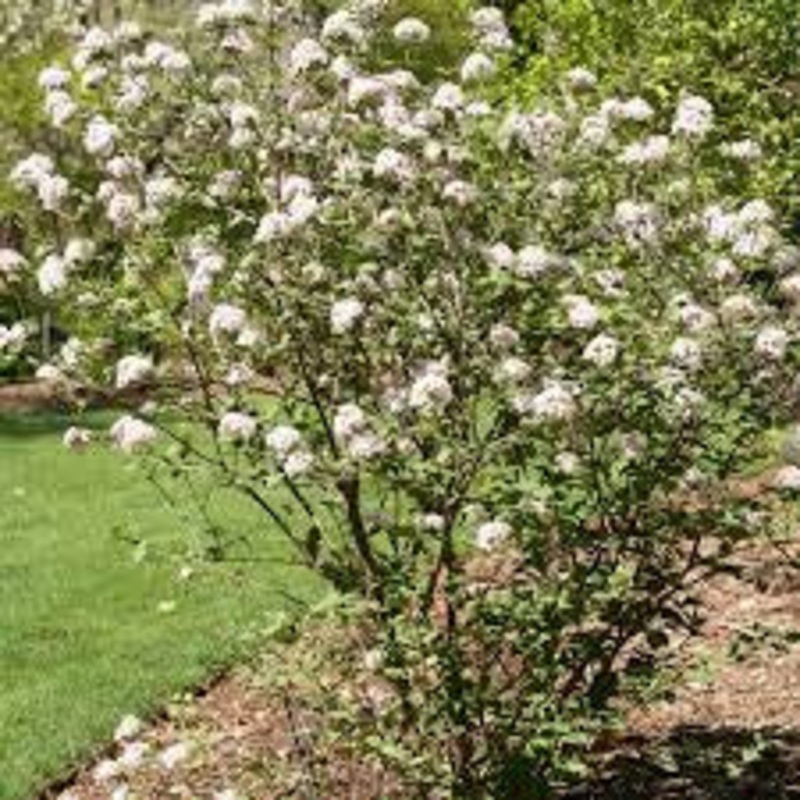 Viburnum-Koreanspice – G10