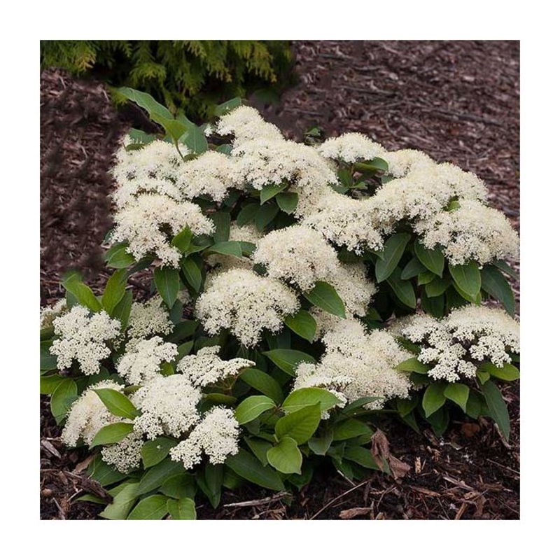Viburnum-Little Ditty – G3