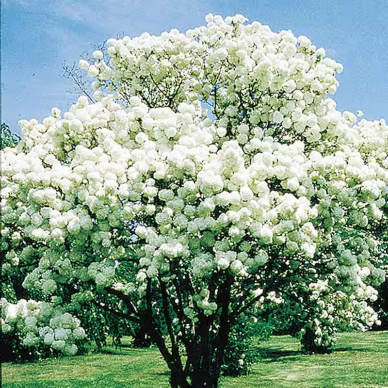 Viburnum-Snowball – G5