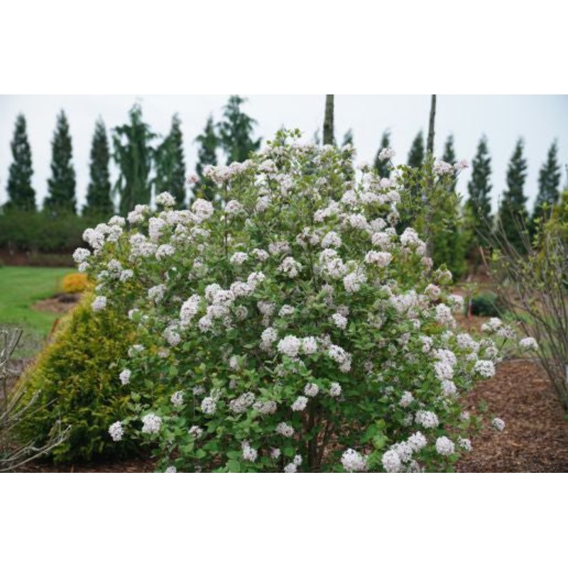 Viburnum-Spice Girl – G3