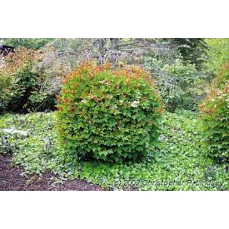Viburnum-Spring Red – G3