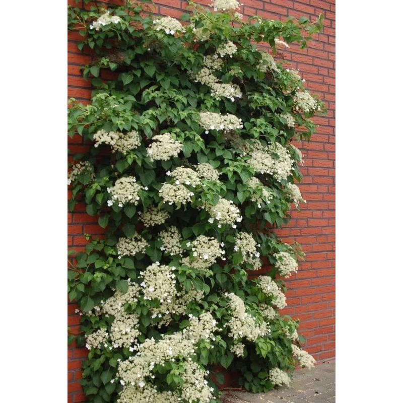 Vine-Climbing Hydrangea – G2/G3