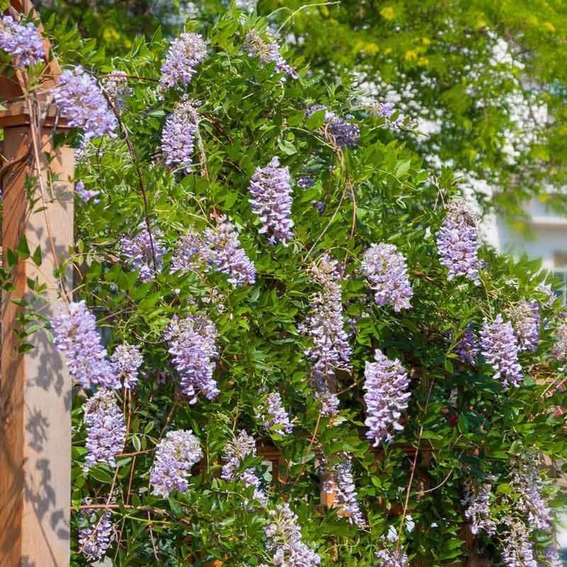 Vine-S.C. Wisteria – G2/G3|Vine-S.C. Wisteria – G2/G3-1|Vine-S.C. Wisteria – G2/G3-2
