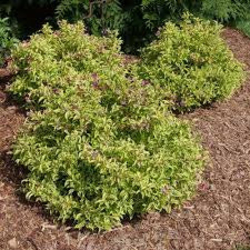 Weigela-Bubbly Wine – G3|Willoway|Mariani
