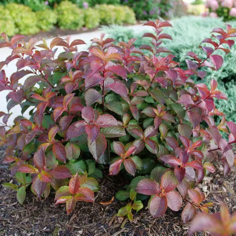 Weigela-Midnight Sun – G2/G3|Willoway|Greenleaf|OPN
