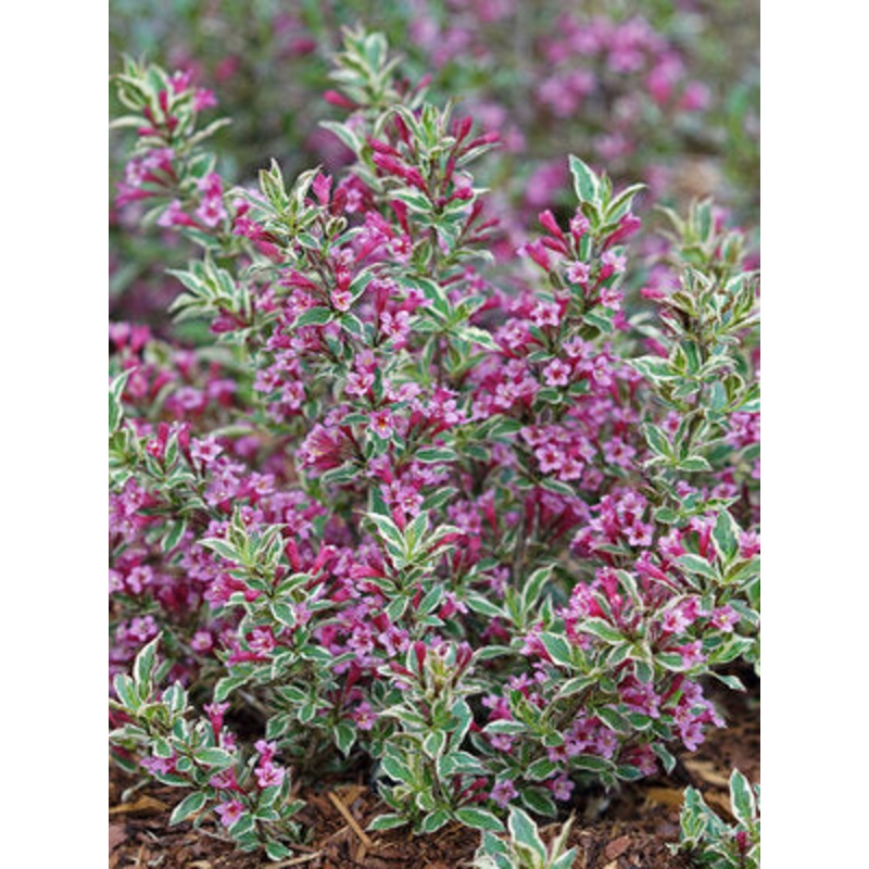 Weigela-Purple Effect – G2/G3|Vendor 1|Vendor 2|Vendor 3