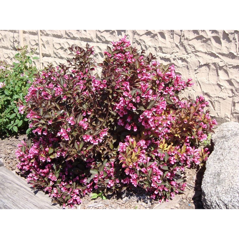 Weigela-Shining Sensation – G5