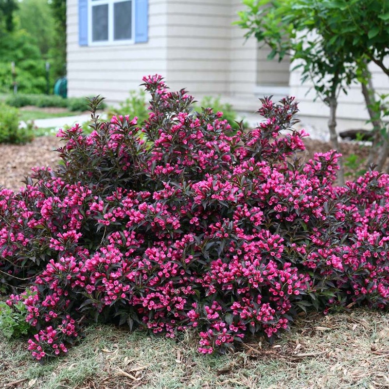 Weigela-Spilled Wine – G2/G3|Bailey|OPN|Willoway G3|Greenleaf|Willoway G2|Mariani