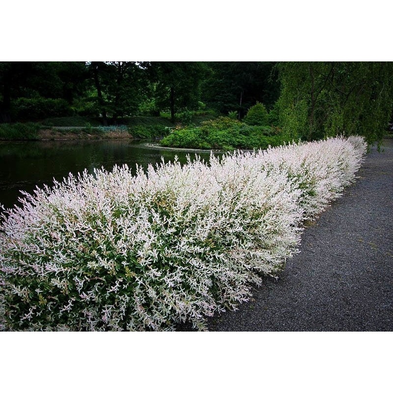 Willow-H. Nishiki – G3
