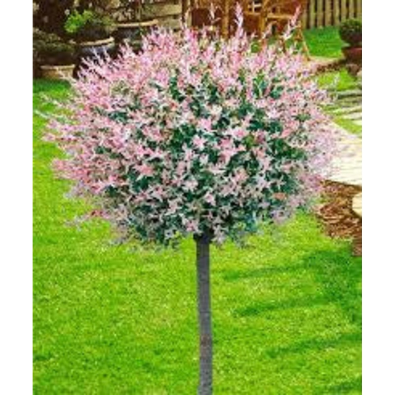 Willow-Tree H. Nashiki – G7