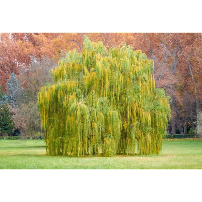 Willow-Weeping – G10/G7|Bailey|Willoway