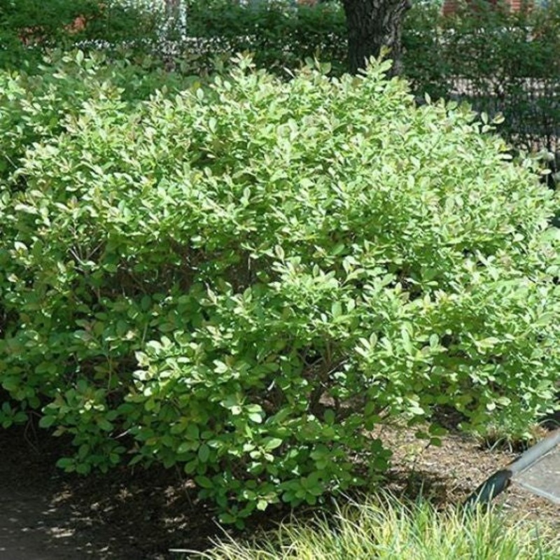 Winterberry-Jim Dandy – G3