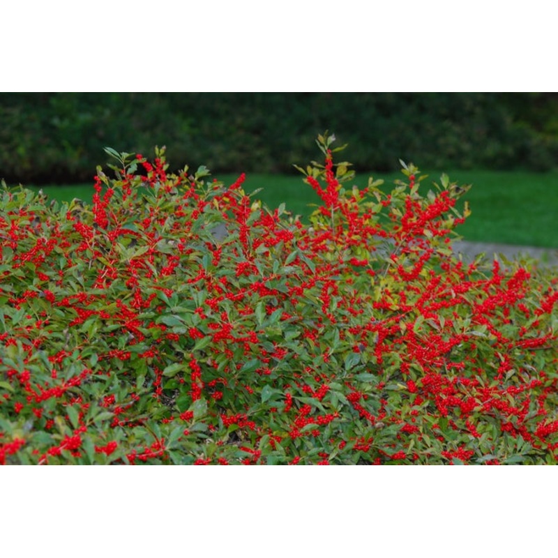 Winterberry-Red Sprite – G3