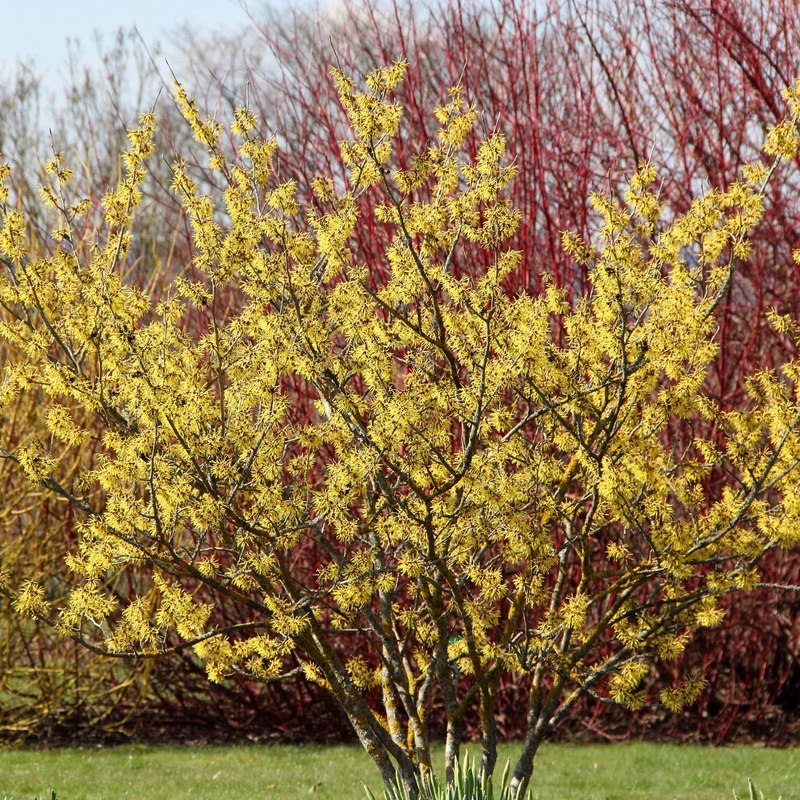 Witch Hazel – G5