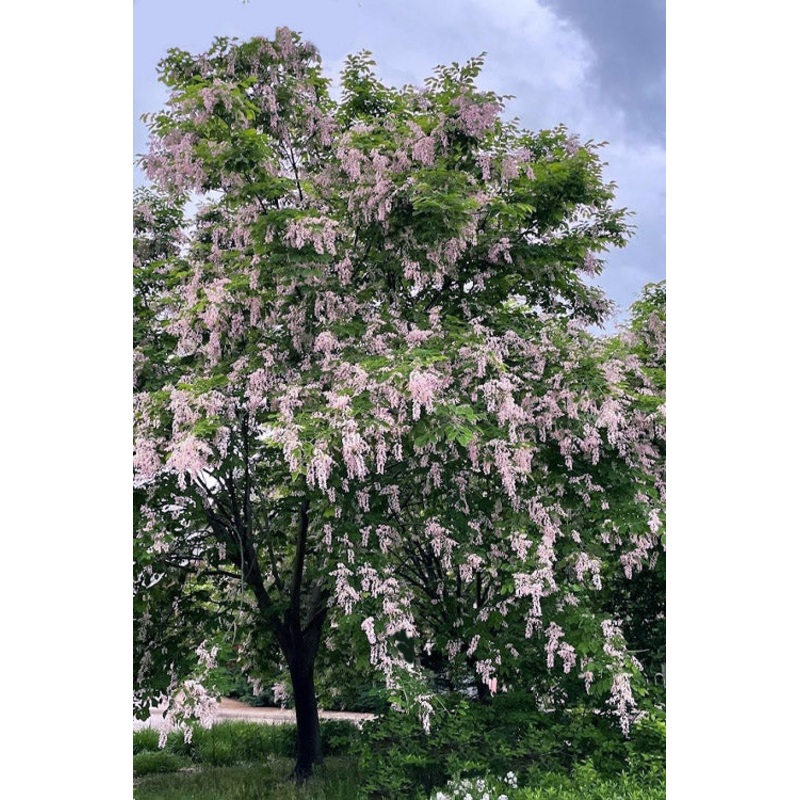 Yellowwood-Perkins Pink – G15